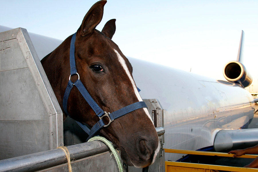 horse travel on plane